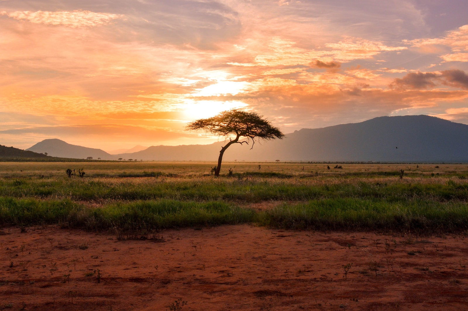 Kenya Safari